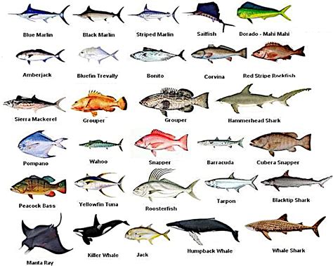 all fish|Fish A.
